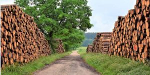 where to get free firewood